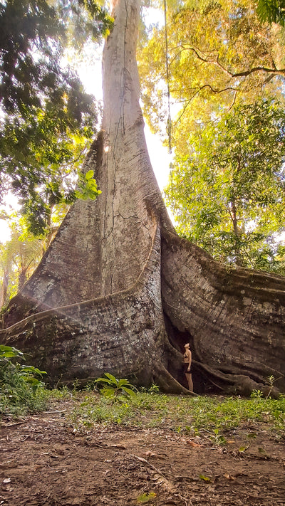 A Sumaúma tree in the Amazon rainforest, a person standing at its buttress roots